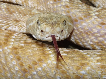 Hypo Diamondback.jpg [42 Kb]